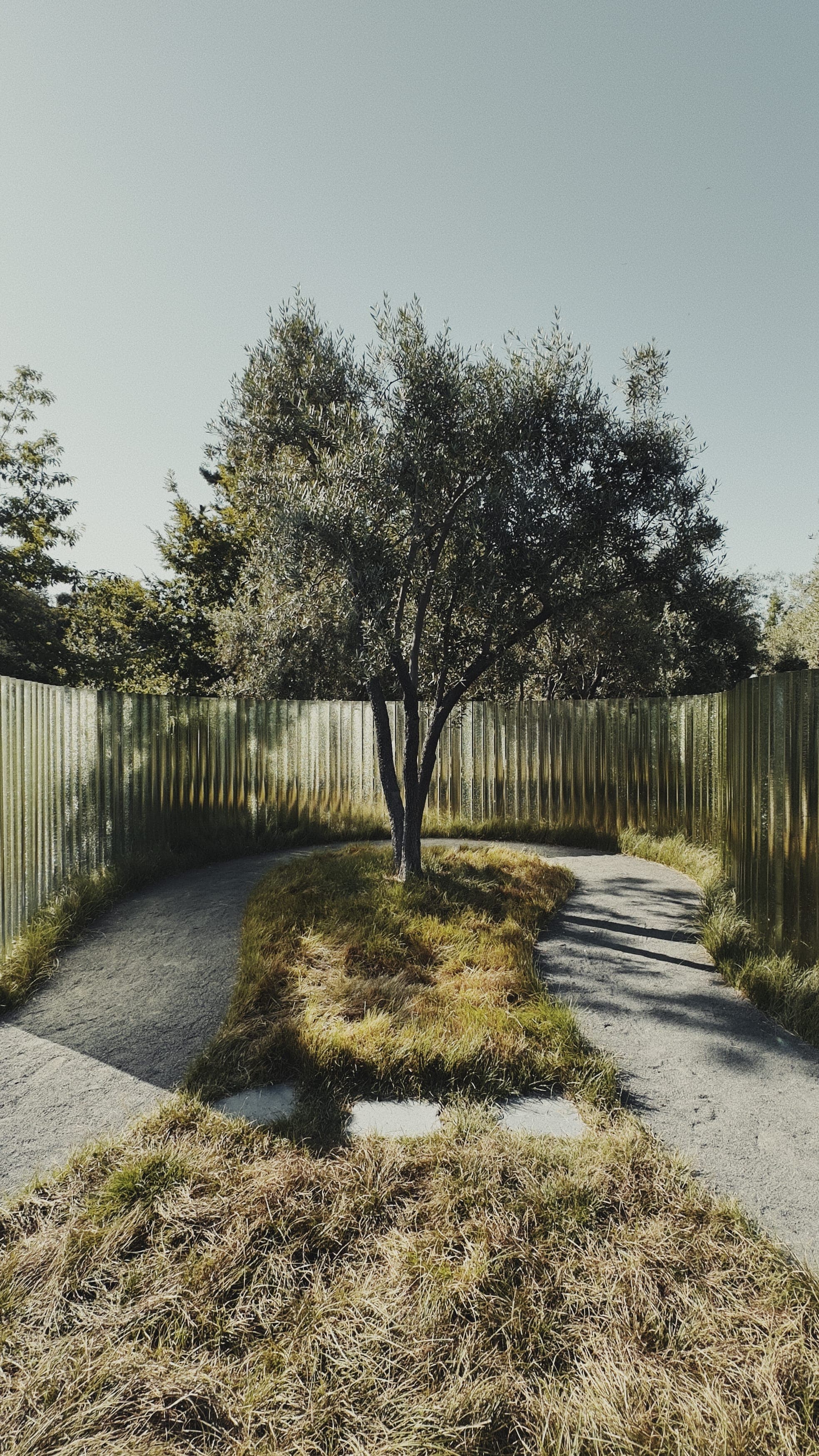 A photograph of a singular tree within the Apple Mirage sculpture at Apple Park.